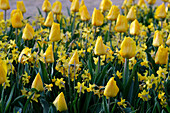 Tulpe (Tulipa) 'Yellow Flair', Narzisse (Narcissus) 'Tete a Tete'