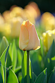 Tulpe (Tulipa) 'Daydream'