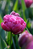 Tulpe (Tulipa) 'Margarita'