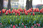 Tulpe (Tulipa) 'Dafeng'