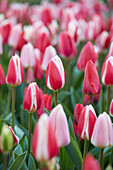 Tulpe (Tulipa) 'Delight', Mischung