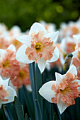 Narzisse (Narcissus) 'Dance with Me'