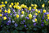 Narzisse (Narcissus) 'Roundita', Balkan-Windröschen (Anemone blanda) 'Blue Shades'