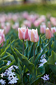 Tulpe (Tulipa) 'Algarve'