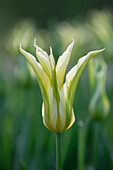 Tulpe (Tulipa) 'Green Dance'
