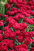 Tulipa Scarlet Verona