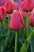 Tulpe (Tulipa) 'Zantured'