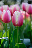 Tulpe (Tulipa) 'Russian Princess'