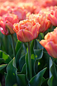 Tulpe (Tulipa) 'Lorenzo'