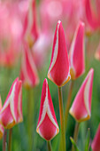 Tulpe (Tulipa) 'Lady Jane'