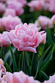 Tulpe (Tulipa) 'Dreamer'