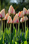 Tulpe (Tulipa) 'Beauty of Spring'