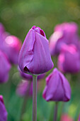 Tulpe (Tulipa) 'Negrita'