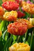 Tulpe (Tulipa) 'Sun Lover'