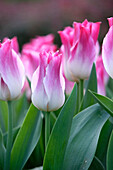 Tulpe (Tulipa) 'Whispering Dream'