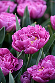 Tulipa Double Flag