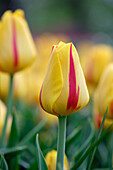 Tulpe (Tulipa) 'Freedom Flame'