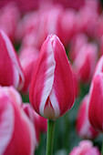 Tulpe (Tulipa) 'Candy Apple Delight'