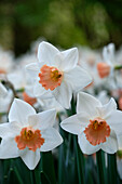 Narzisse (Narcissus) 'Accent'