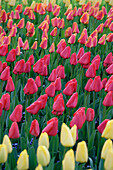 Tulpe (Tulipa) 'Apeldoorn', 'Golden Parade', 'Apeldoorn's Elite'