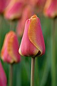 Tulpe (Tulipa) 'Apeldoorn's Elite'