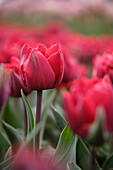 Tulpe (Tulipa) 'Red Princess'