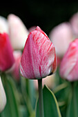 Tulpe (Tulipa) 'Silverstream'