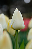Tulpe (Tulipa) 'Ivory Floradale'
