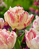 Tulpe (Tulipa) 'Blushing Parrot'