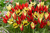 Tulpe (Tulipa) 'Lizzy, 'Lucca' and 'Taco'