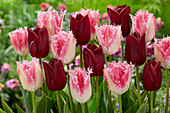 Tulpe (Tulipa) 'Huis Ten Bosch', 'National Velvet'