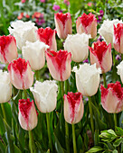 Tulpe (Tulipa) 'Noordeinde, Sweets Paradise'