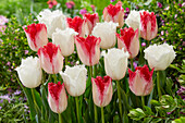 Tulpe (Tulipa) 'Noordeinde, Sweets Paradise'