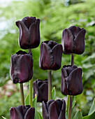 Tulpe (Tulipa) 'Nightwish'