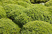 Gewöhnliche Buchsbaum (Buxus sempervirens)