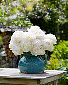 Pfingstrose (Paeonia) 'Bowl of Cream bouquet'