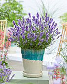 Echter Lavendel (Lavandula angustifolia) 'BeeZee Light Blue'