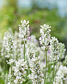 Echter Lavendel (Lavandula angustifolia) 'BeeZee weiß'