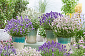Echter Lavendel (Lavandula angustifolia) 'BeeZee Collection'