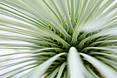 Blaue Palmlilie (Yucca rostrata)