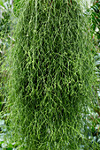 Rhipsalis cassutha