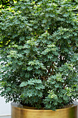 Strahlenaralie (Schefflera arboricola)