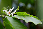 Weiße Champaka (Michelia alba)