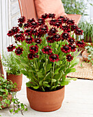 Rudbeckia Enchanted Velvet Flame