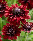 Sonnenhut (Rudbeckia) 'Enchanted Velvet Flame'