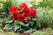 Ameri-Hybrid-Begonie (Begonia) 'Roseform Red'