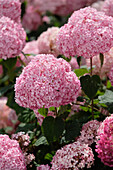Hortensie (Hydrangea arborescens) 'Pink Annabelle'