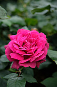 Rose (Rosa) 'Grafin Diana'
