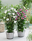 Straucheibisch (Hibiscus syriacus) 'Flower Tower Purple', 'Flower Tower White'