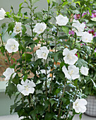Straucheibisch (Hibiscus syriacus) 'Flower Tower White'